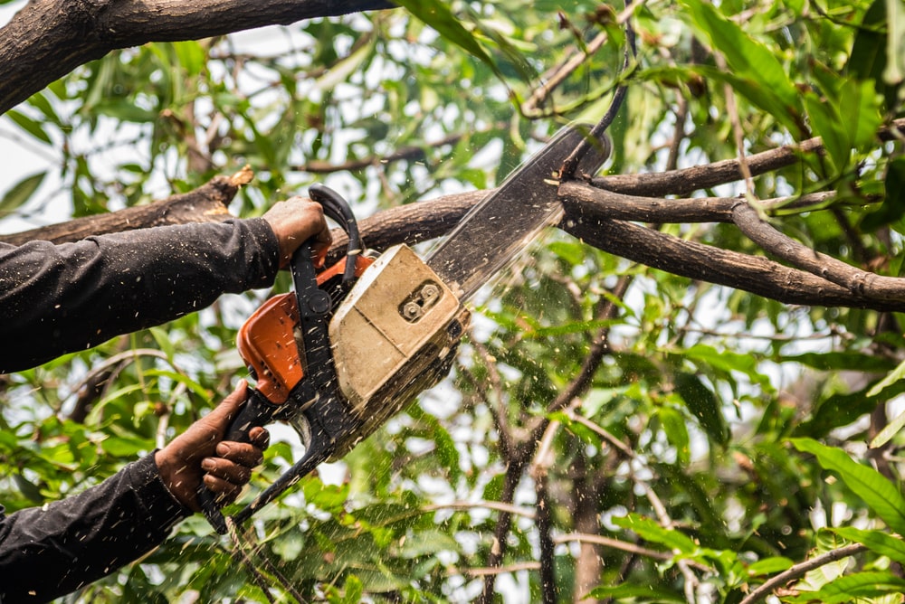 a man trimming a tree - Why Professional Landscaping is a Good Investment for Your Property