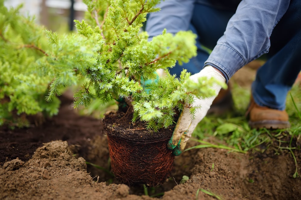 man planting plants in Slidell, Louisana - Choosing the Right Plants for Your Louisiana Garden