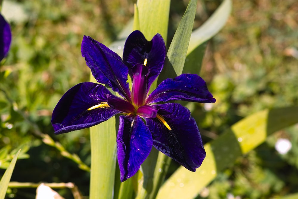 dark blue flower loiusiana iris black - Choosing the Right Plants for Your Louisiana Garden