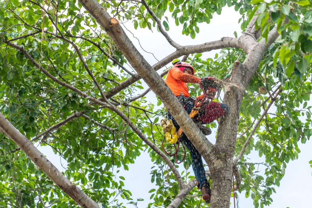 worker on giant tree - Safety in Tree Trimming: Ensuring a Secure Landscape