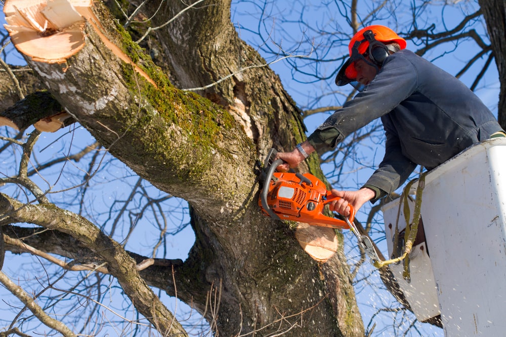 tree surgeon cuts trims - Safety in Tree Trimming: Ensuring a Secure Landscape