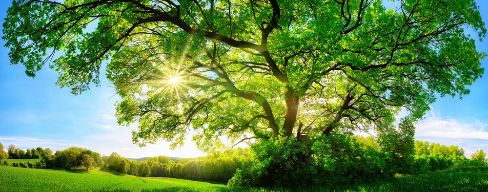 sun shining through majestic green oak - The Role of Landscaping in Energy Efficiency