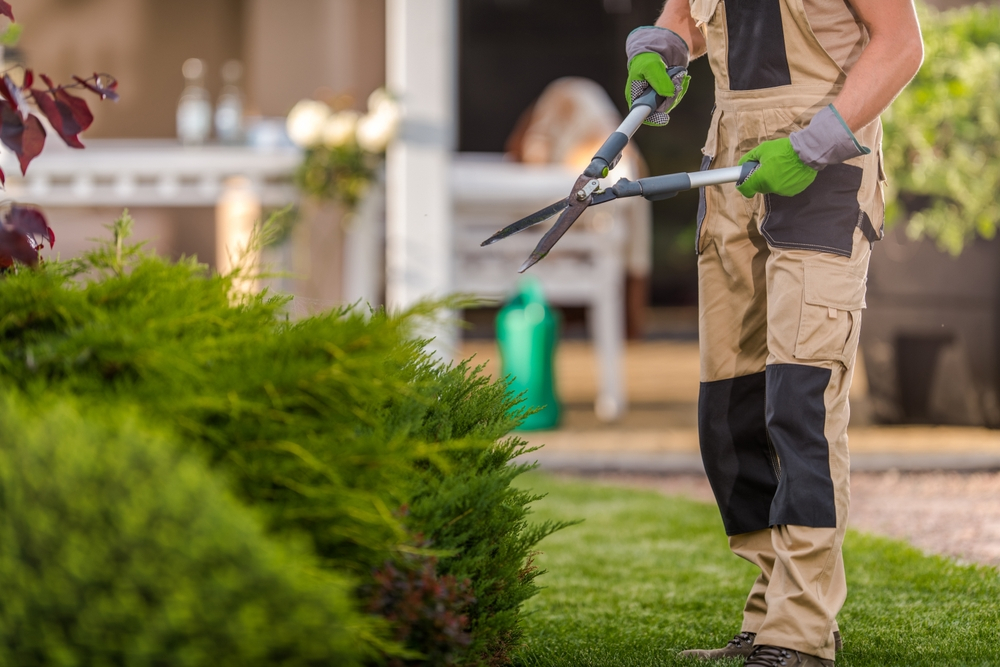 Experienced landscaper tending to lush garden plants, equipped with garden shears, showcasing our landscape service expertise in action.