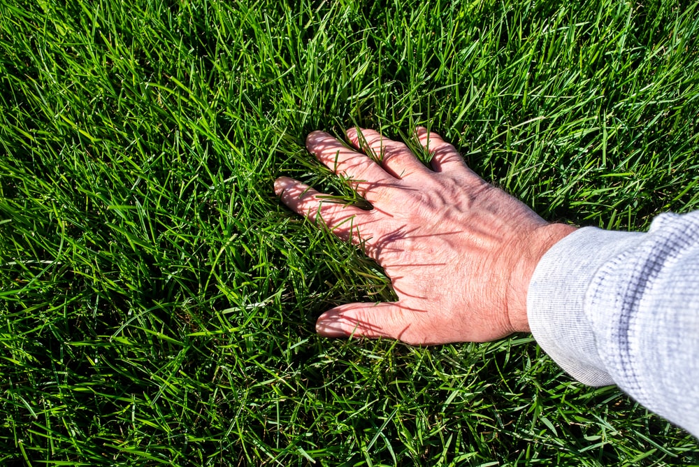 Man inspecting a lush lawn, showcasing the importance of regular lawn checks as discussed in our Ultimate Guide to Lawn Maintenance in Slidell, Louisiana
